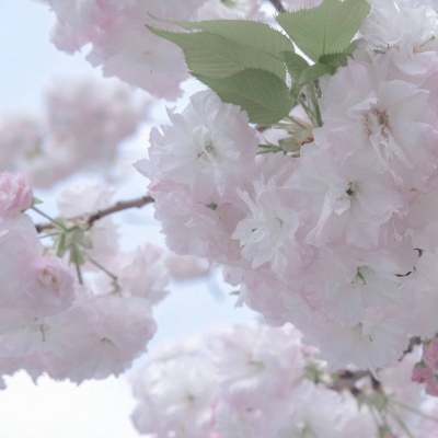 大渡口FurryQQ群介绍